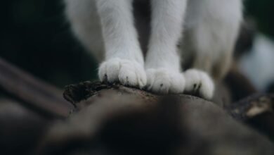 operational footprint classification log