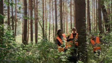 organic authority search strategy