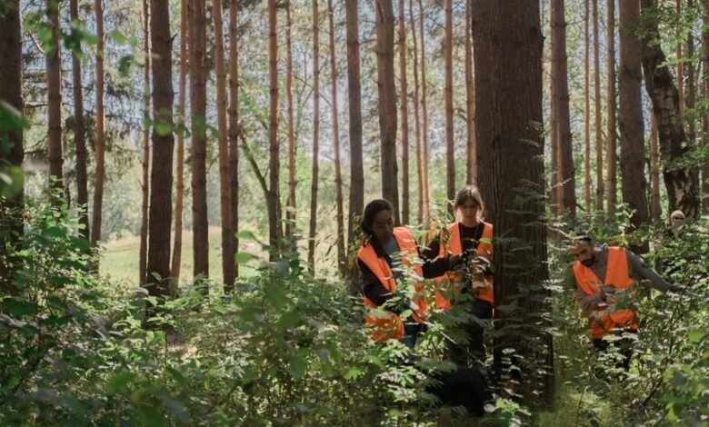 organic authority search strategy